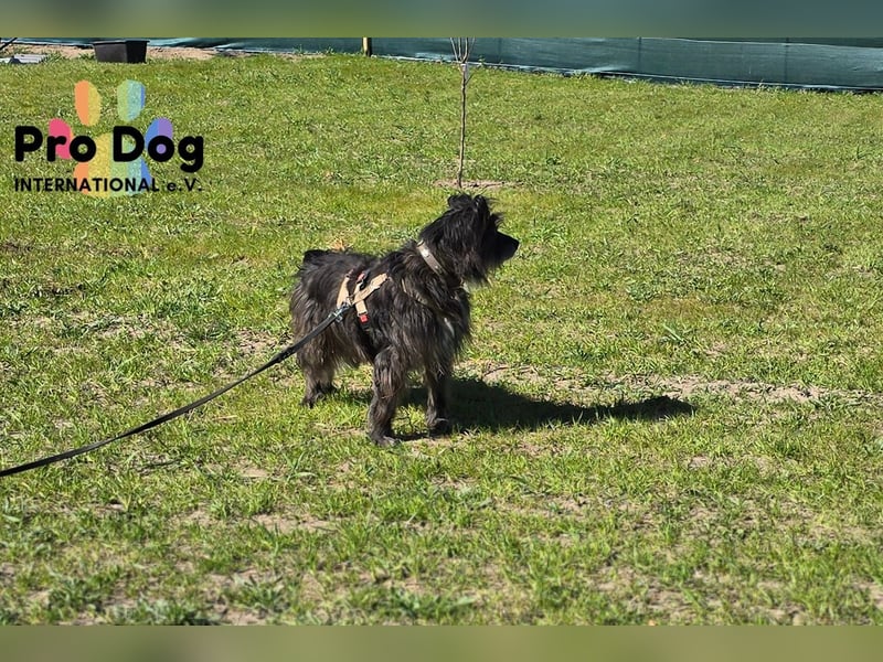 Betty auf Pflegestelle