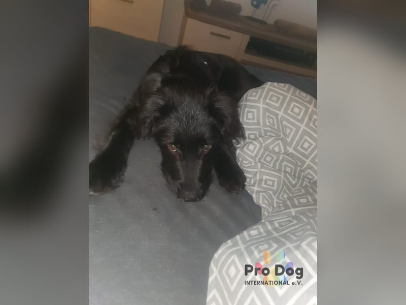 Hundekind Joker auf Pflegestelle