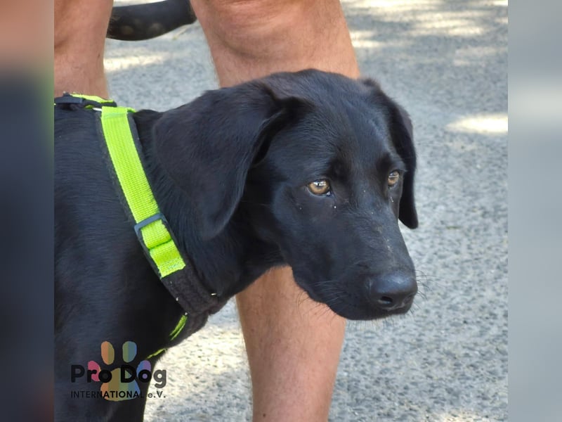 Hundekind Leo sucht seine Familie