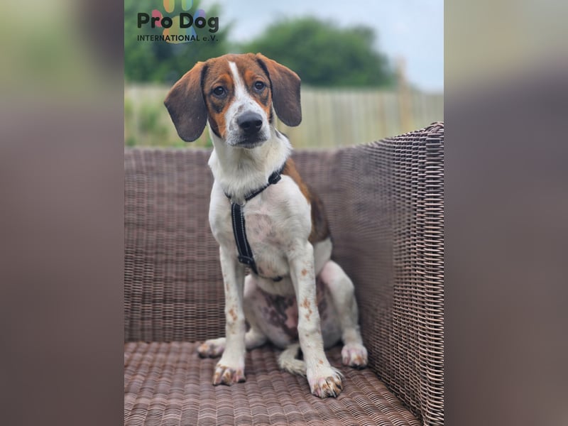 Hundekind Karla auf Pflegestelle