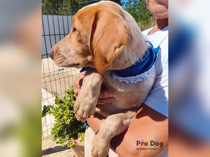 Hundebaby Dusty