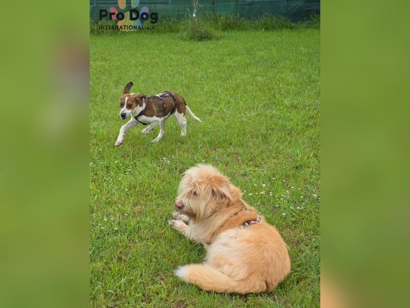 Hundekind Karla auf Pflegestelle