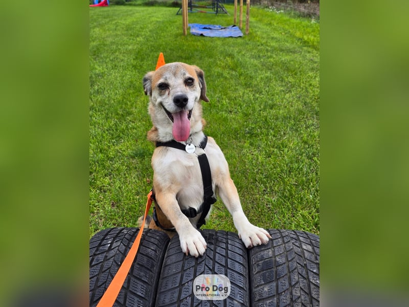 Atreju auf Pflegestelle