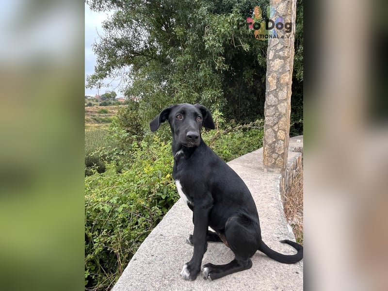 Hundekind Freya