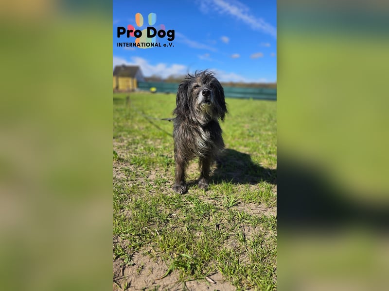 Betty auf Pflegestelle