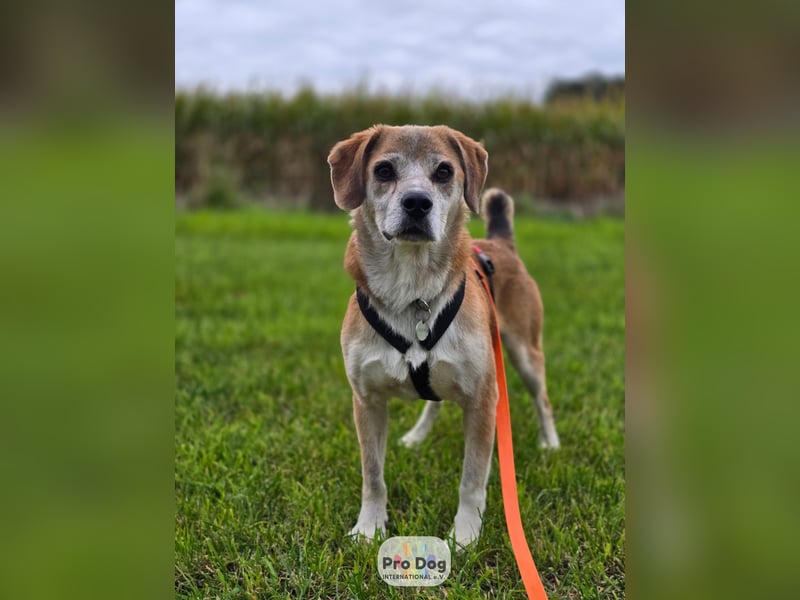 Atreju auf Pflegestelle