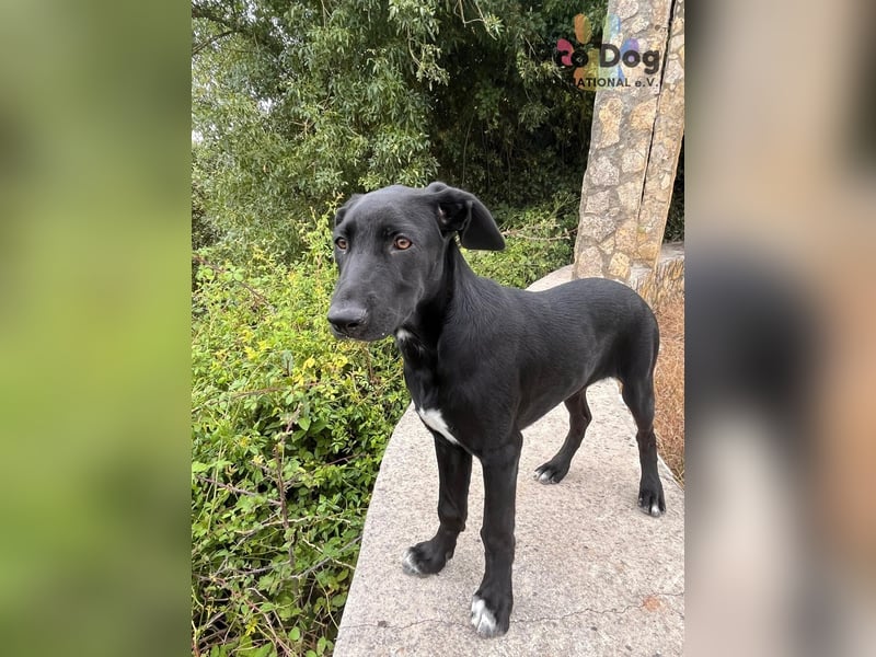 Hundekind Freya