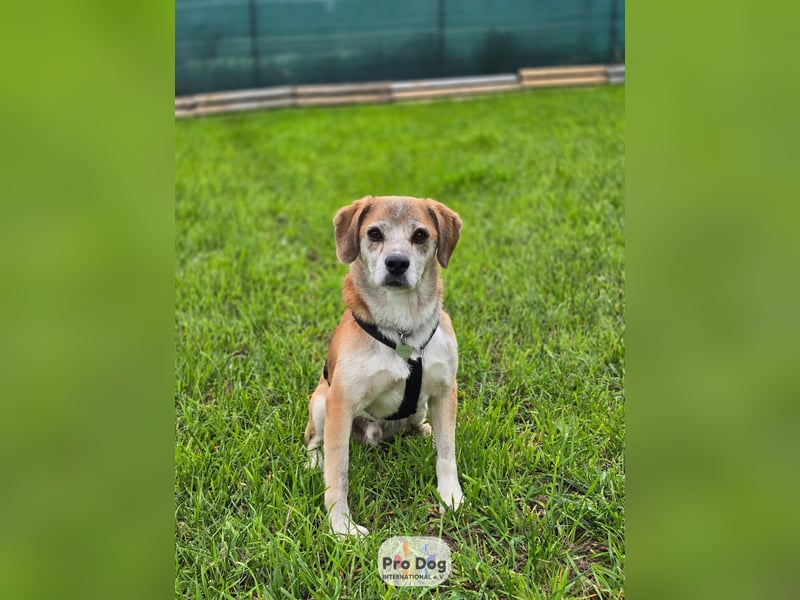 Atreju auf Pflegestelle