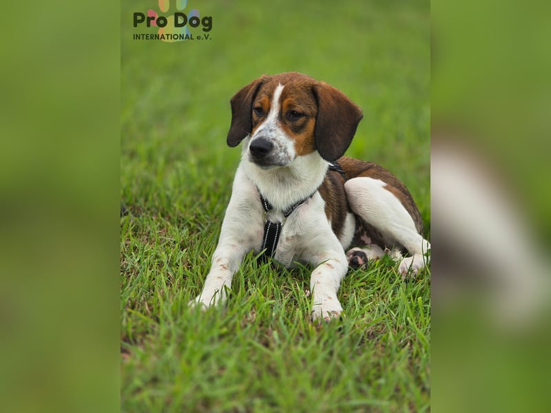Hundekind Karla auf Pflegestelle