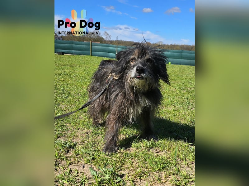 Betty auf Pflegestelle