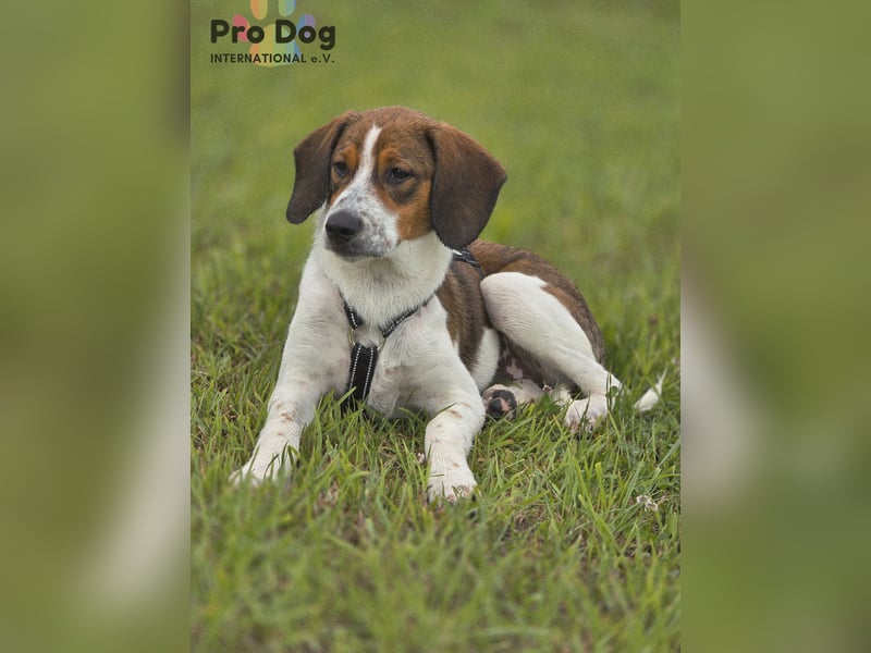 Hundekind Karla auf Pflegestelle