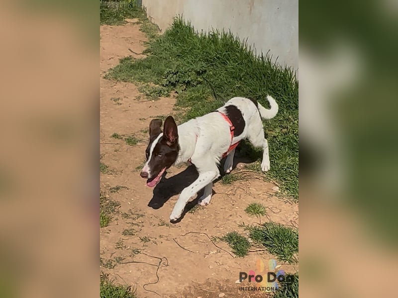 Cleo sucht ihr Glück