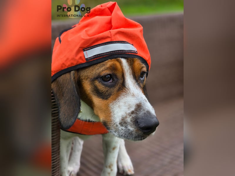 Hundekind Karla auf Pflegestelle
