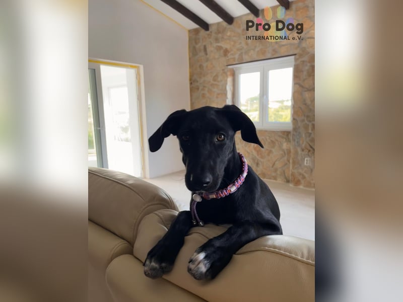 Hundekind Freya