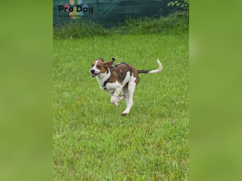 Hundekind Karla auf Pflegestelle