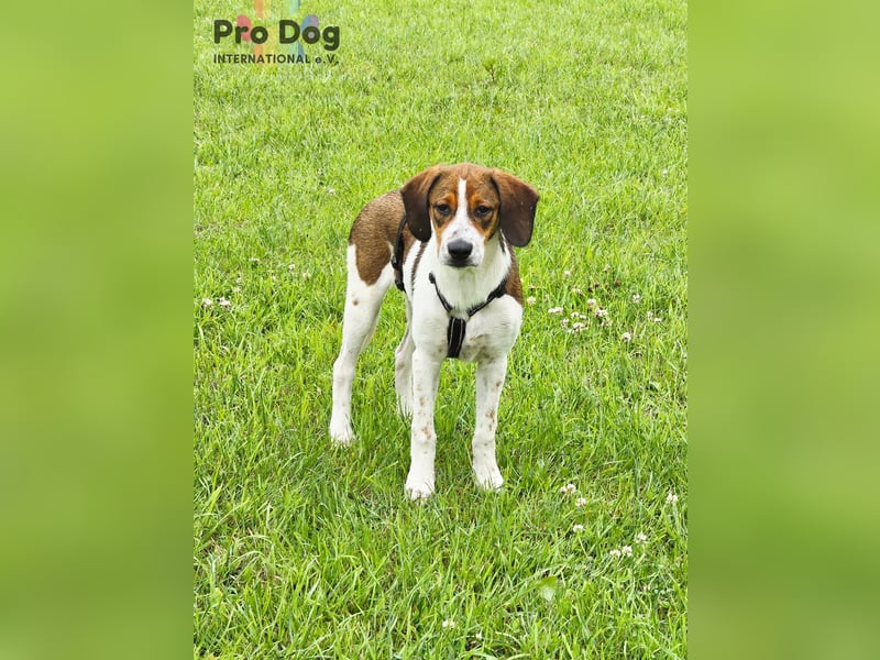 Hundekind Karla auf Pflegestelle