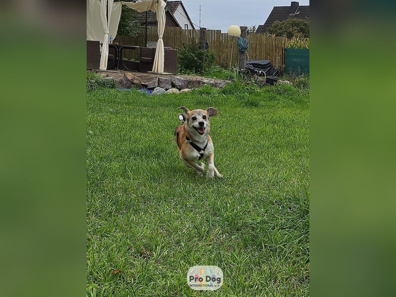 Atreju auf Pflegestelle