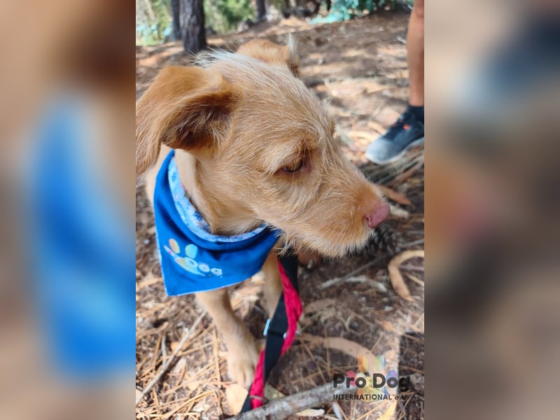 Hundekind Cooper