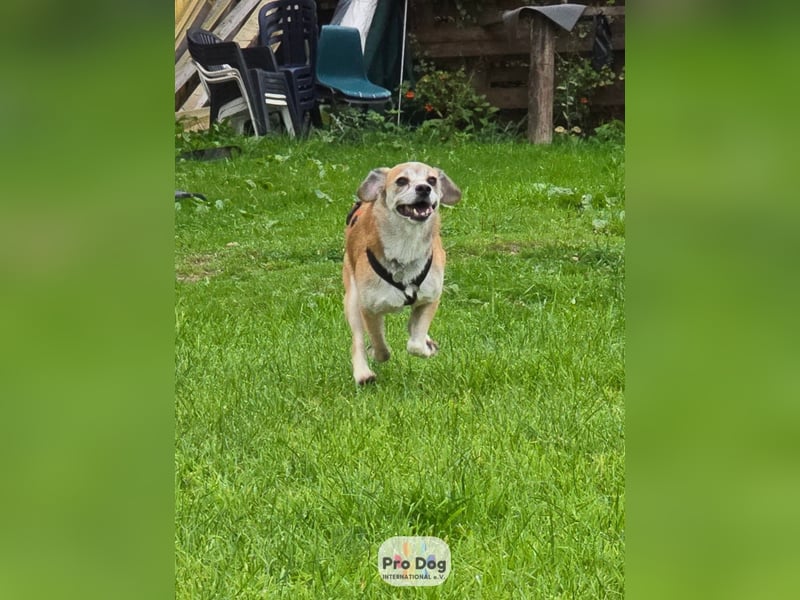 Atreju auf Pflegestelle