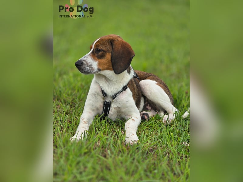 Hundekind Karla auf Pflegestelle