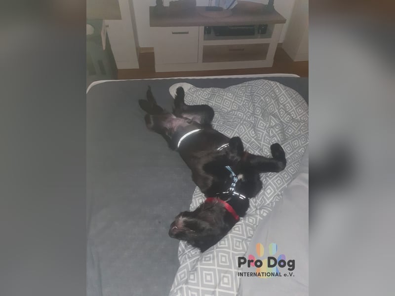 Hundekind Joker auf Pflegestelle