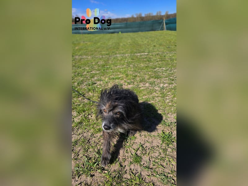 Betty auf Pflegestelle