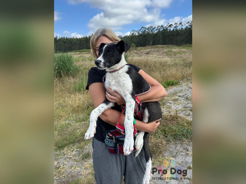 Hundekind Bagder