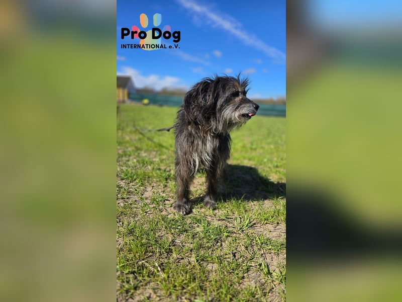 Betty auf Pflegestelle