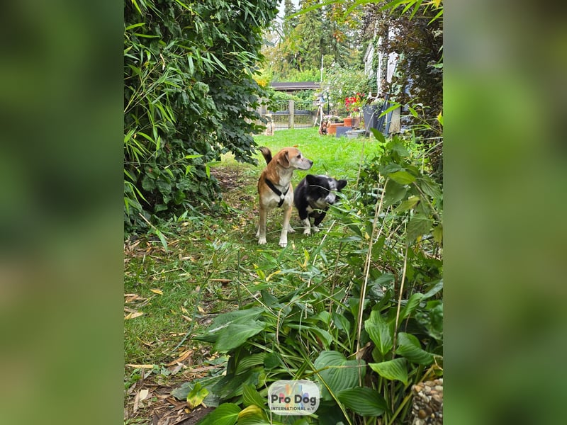 Atreju auf Pflegestelle