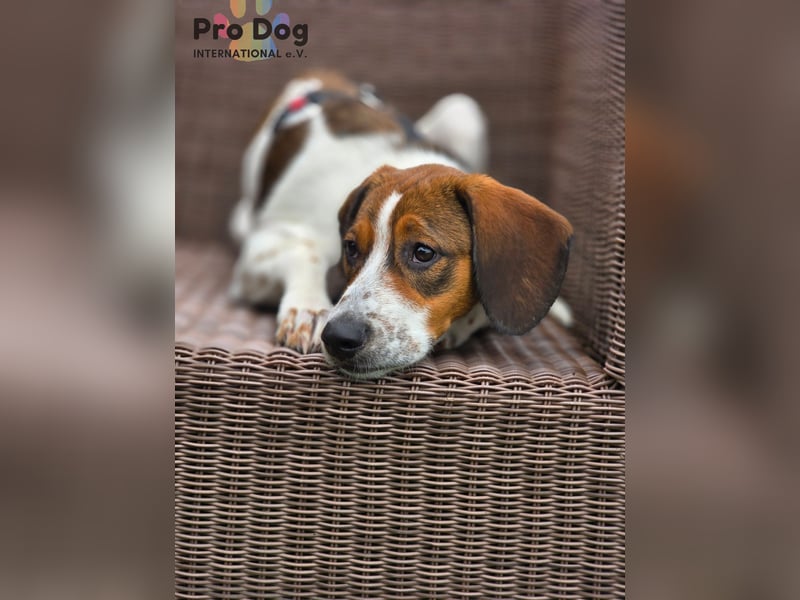 Hundekind Karla auf Pflegestelle