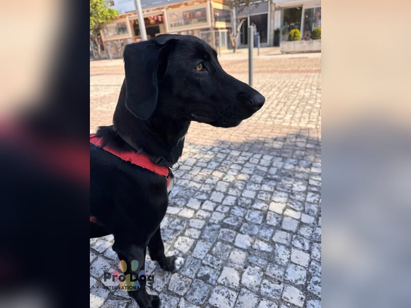 Freya - tolle menschenbezogene Hündin