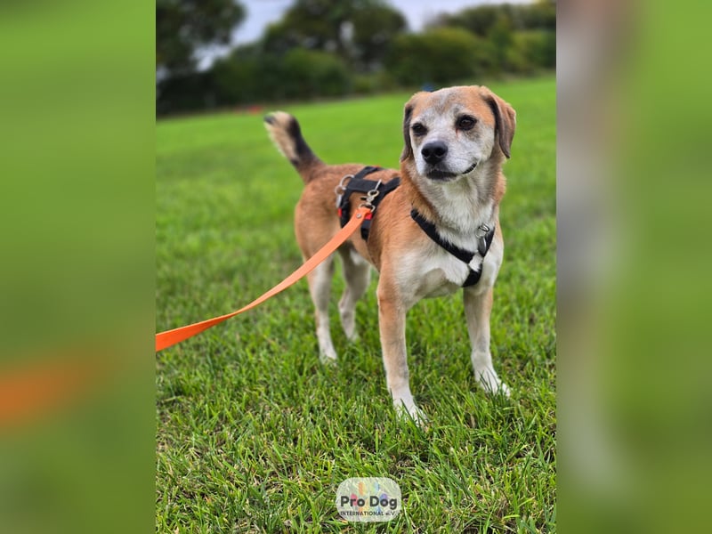 Atreju auf Pflegestelle