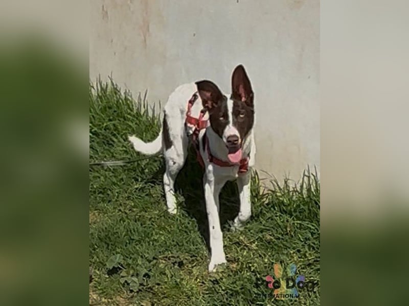 Cleo sucht ihr Glück