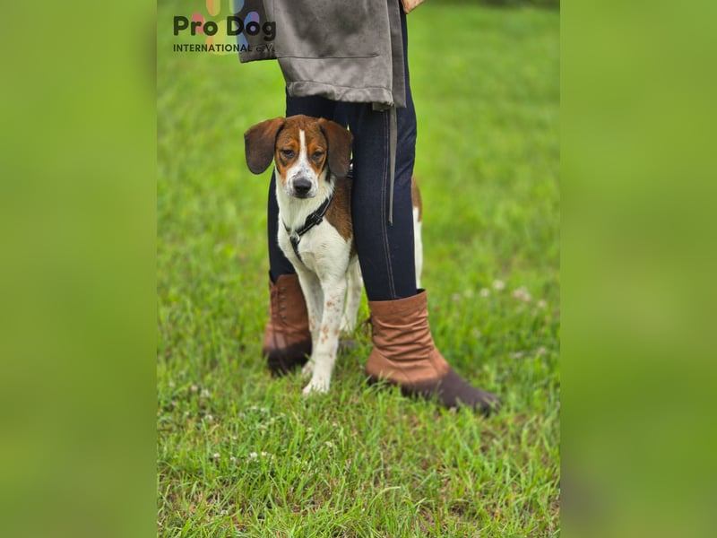 Hundekind Karla auf Pflegestelle