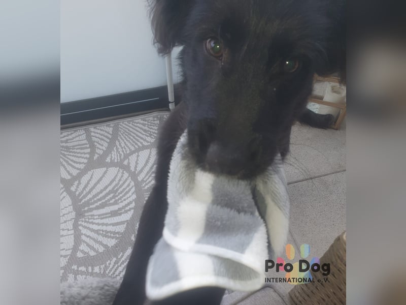 Hundekind Joker auf Pflegestelle