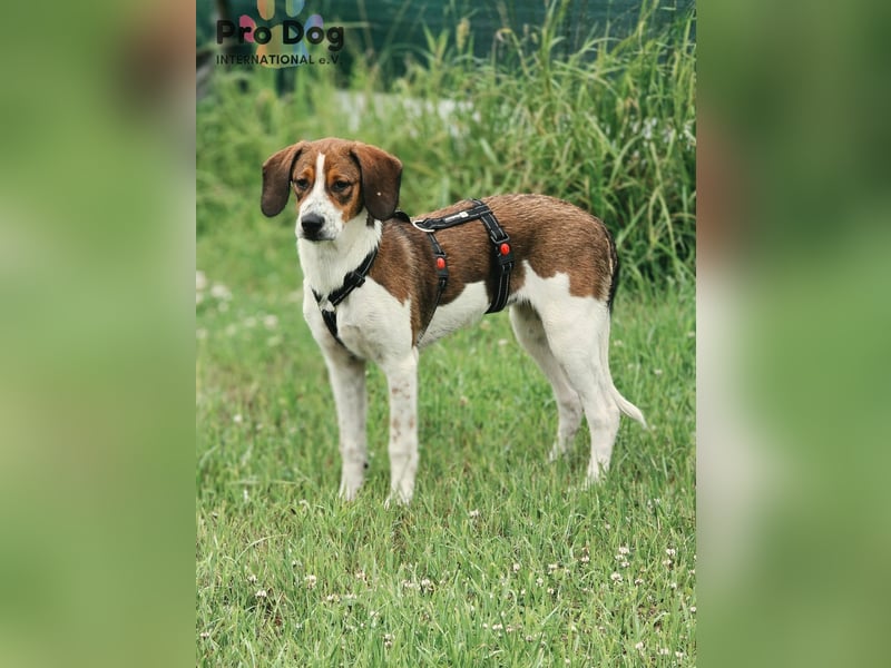 Hundekind Karla auf Pflegestelle