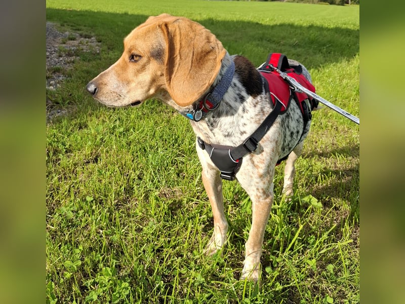 Rüde, ca. 3 Jahre, ca. 20 kg, ca. 50 cm