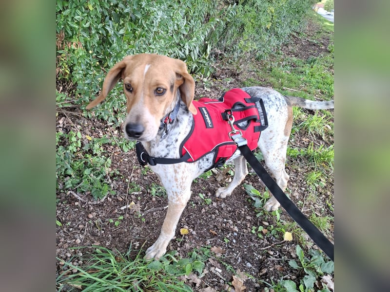 Rüde, ca. 3 Jahre, ca. 20 kg, ca. 50 cm