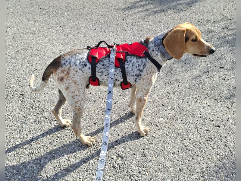 Rüde, ca. 3 Jahre, ca. 20 kg, ca. 50 cm