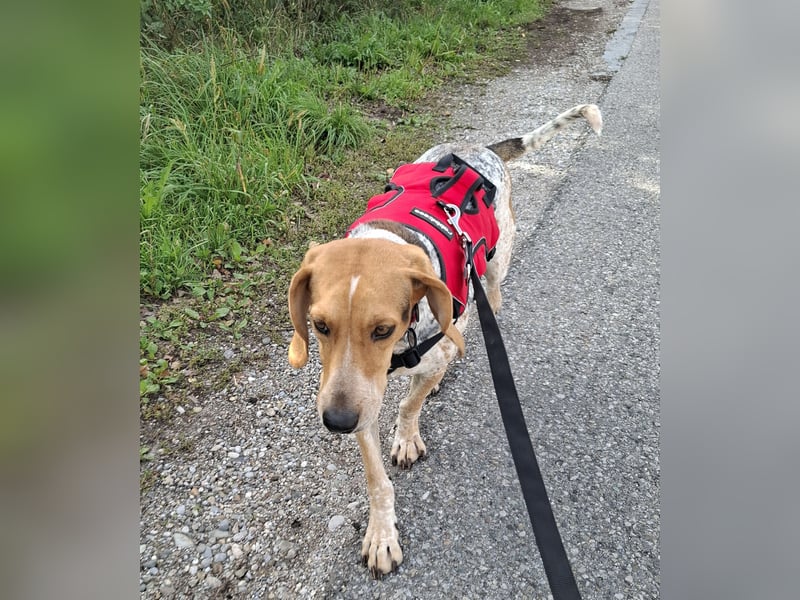 Rüde, ca. 3 Jahre, ca. 20 kg, ca. 50 cm