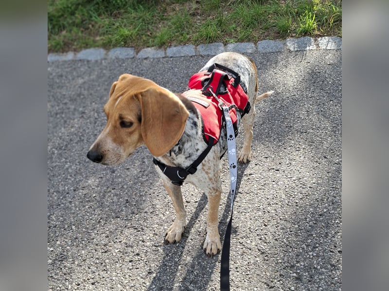 Rüde, ca. 3 Jahre, ca. 20 kg, ca. 50 cm