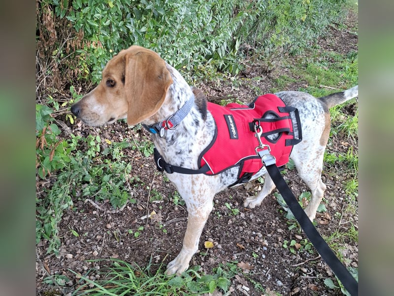 Rüde, ca. 3 Jahre, ca. 20 kg, ca. 50 cm