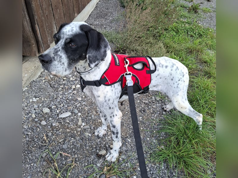 Hündin, kastriert, ca. 8 Jahre, ca. 50 cm, ca. 20 kg