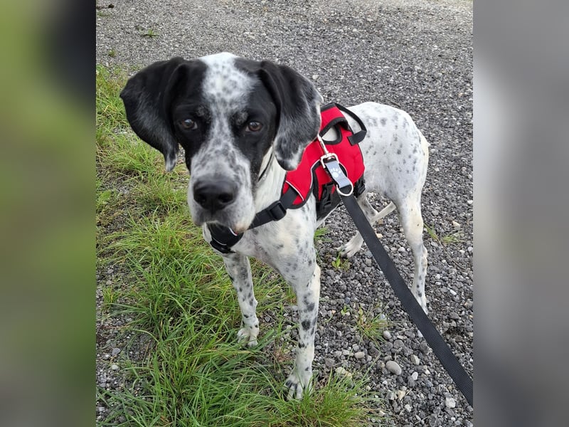Hündin, kastriert, ca. 8 Jahre, ca. 50 cm, ca. 20 kg
