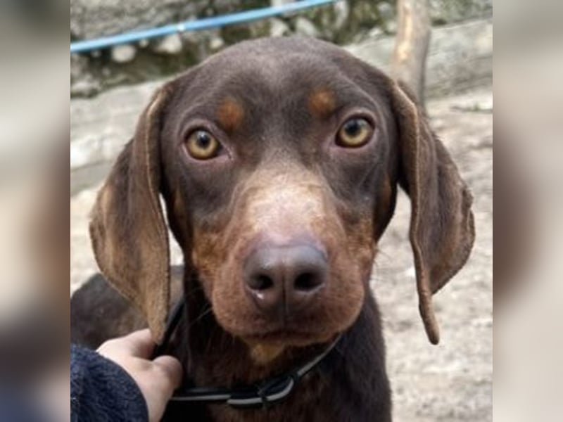 Franky, geb. ca. 03/2024, lebt in GRIECHENLAND, auf einer privaten Pflegestelle