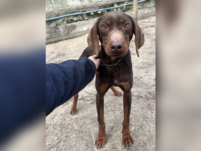 Franky, geb. ca. 03/2024, lebt in GRIECHENLAND, auf einer privaten Pflegestelle