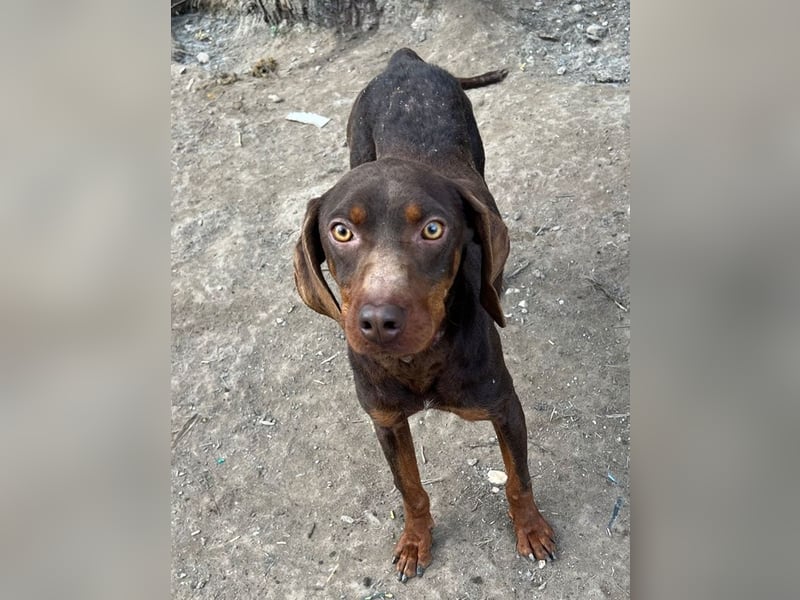 Franky, geb. ca. 03/2024, lebt in GRIECHENLAND, auf einer privaten Pflegestelle