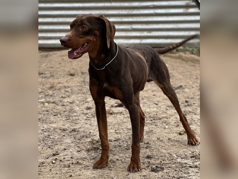 Franky, geb. ca. 03/2024, lebt in GRIECHENLAND, auf einer privaten Pflegestelle