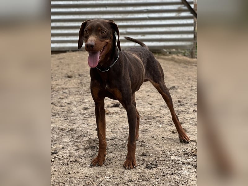 Franky, geb. ca. 03/2024, lebt in GRIECHENLAND, auf einer privaten Pflegestelle