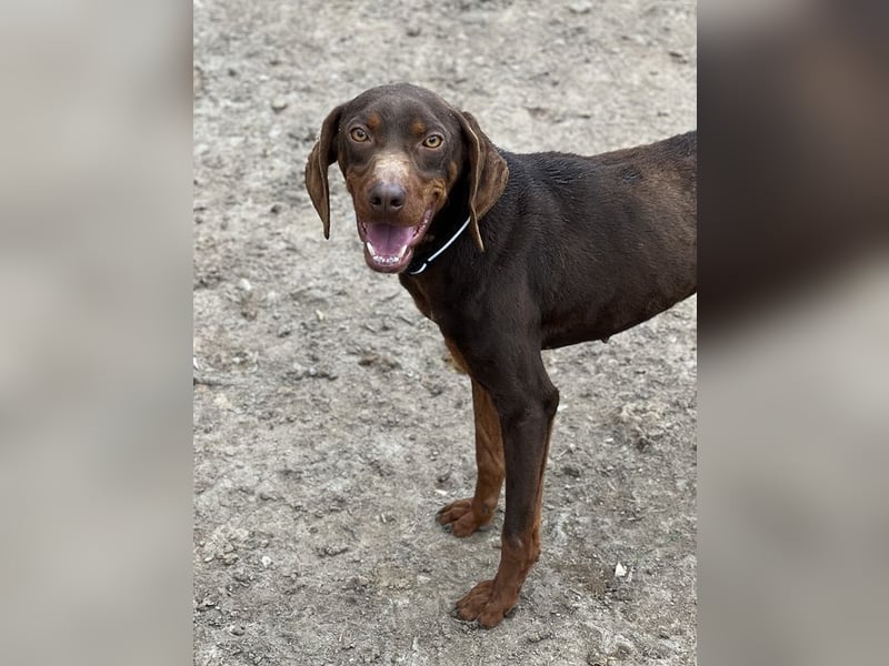 Franky, geb. ca. 03/2024, lebt in GRIECHENLAND, auf einer privaten Pflegestelle